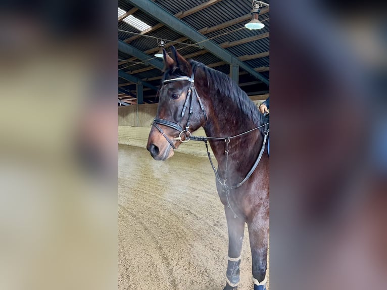 Cheval de sport hongrois Hongre 11 Ans 163 cm Bai brun in Pelmberg