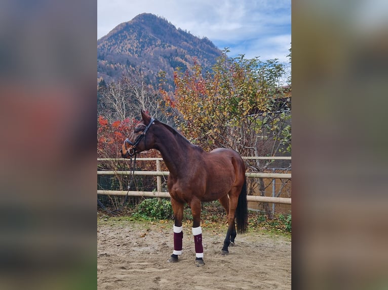 Cheval de sport hongrois Hongre 11 Ans 163 cm Bai in Gummern