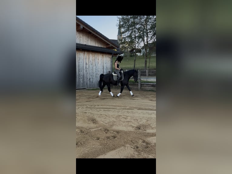 Cheval de sport hongrois Hongre 11 Ans 164 cm Noir in St. Georgen Am walde