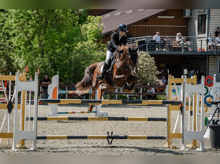 Cheval de sport hongrois Hongre 11 Ans 165 cm Alezan brûlé in Chiajna