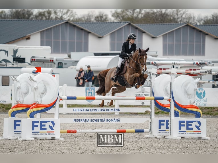 Cheval de sport hongrois Hongre 11 Ans 165 cm Alezan brûlé in Chiajna