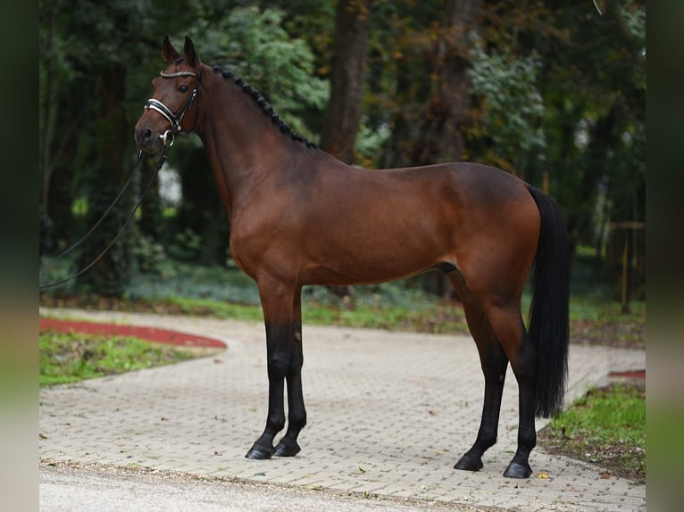 Cheval de sport hongrois Hongre 11 Ans 165 cm Bai in Königsdorf