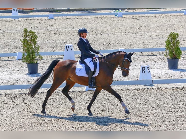 Cheval de sport hongrois Hongre 11 Ans 165 cm Bai in Přelíc