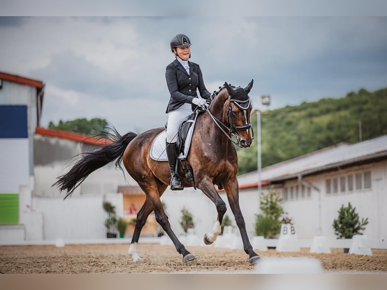 Cheval de sport hongrois Hongre 11 Ans 165 cm Bai in Přelíc