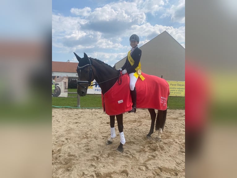 Cheval de sport hongrois Hongre 11 Ans 165 cm Bai in Přelíc