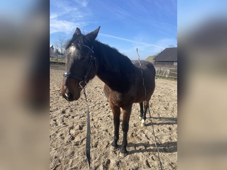 Cheval de sport hongrois Croisé Hongre 11 Ans 165 cm Bai in Weiden