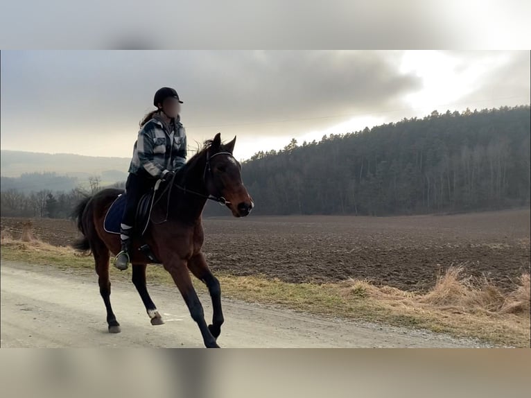 Cheval de sport hongrois Croisé Hongre 11 Ans 165 cm Bai in Weiden