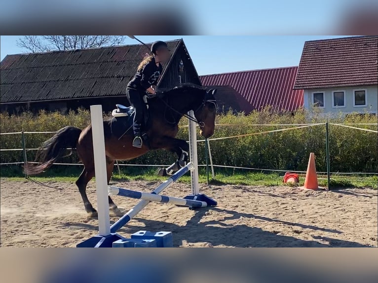 Cheval de sport hongrois Croisé Hongre 11 Ans 165 cm Bai in Weiden