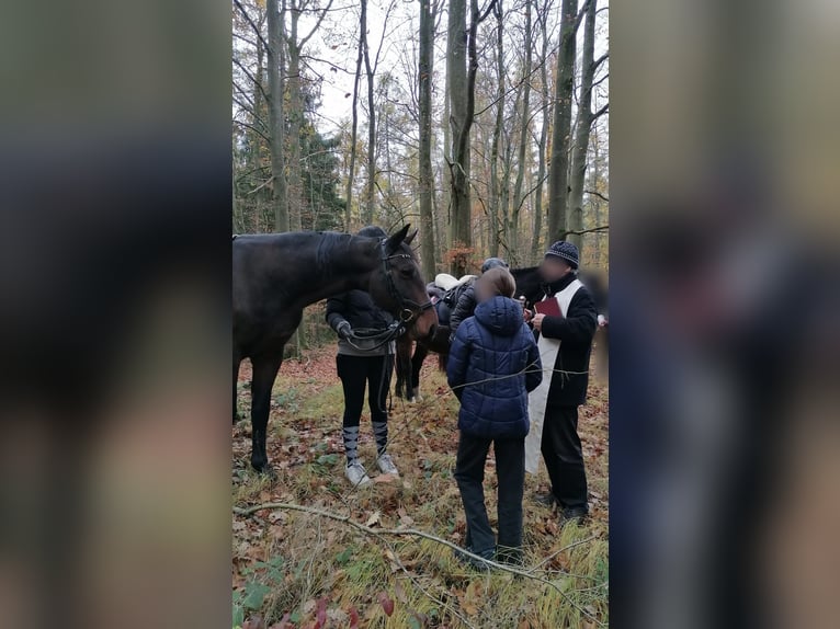 Cheval de sport hongrois Croisé Hongre 11 Ans 165 cm Bai in Weiden