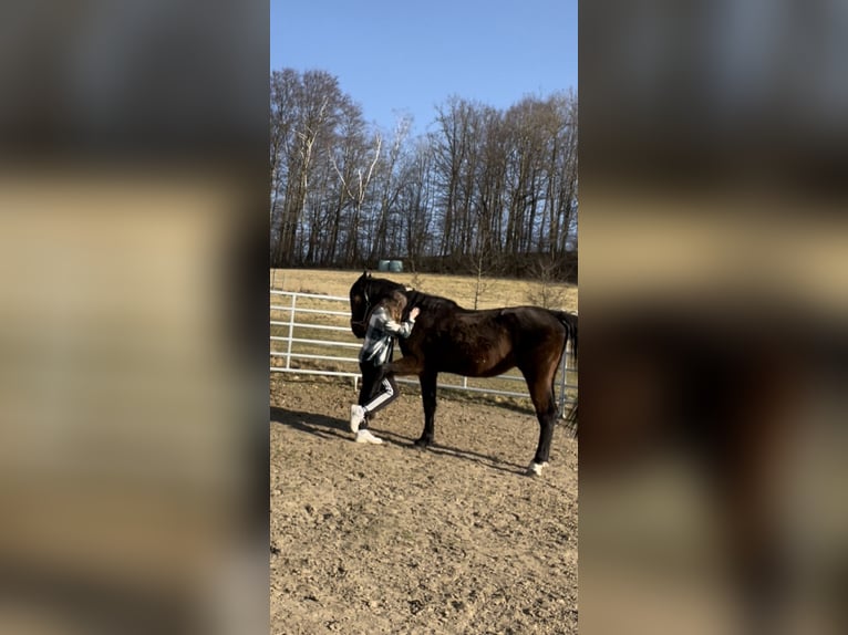 Cheval de sport hongrois Croisé Hongre 11 Ans 165 cm Bai in Weiden