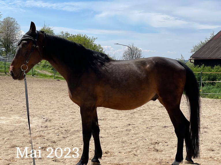 Cheval de sport hongrois Croisé Hongre 11 Ans 165 cm Bai in Weiden