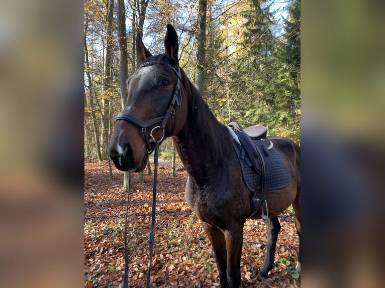 Cheval de sport hongrois Croisé Hongre 11 Ans 165 cm Bai in Weiden