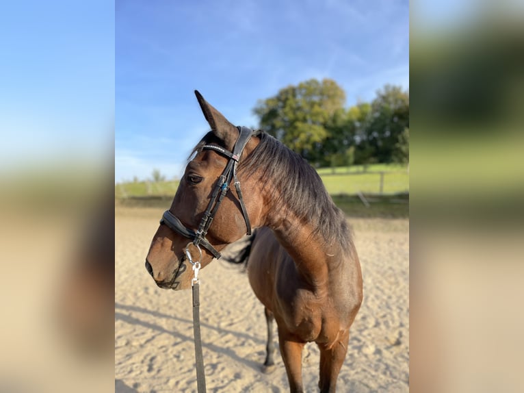 Cheval de sport hongrois Croisé Hongre 11 Ans 165 cm Bai in Weiden