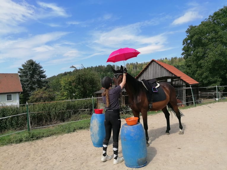 Cheval de sport hongrois Croisé Hongre 11 Ans 165 cm Bai in Weiden