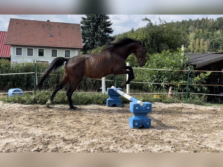 Cheval de sport hongrois Croisé Hongre 11 Ans 165 cm Bai in Weiden