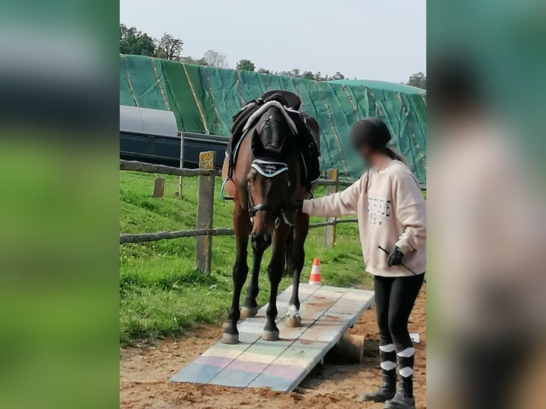 Cheval de sport hongrois Croisé Hongre 11 Ans 165 cm Bai in Weiden