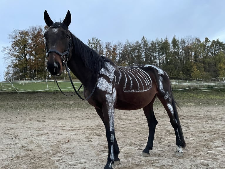 Cheval de sport hongrois Croisé Hongre 11 Ans 165 cm Bai in Weiden