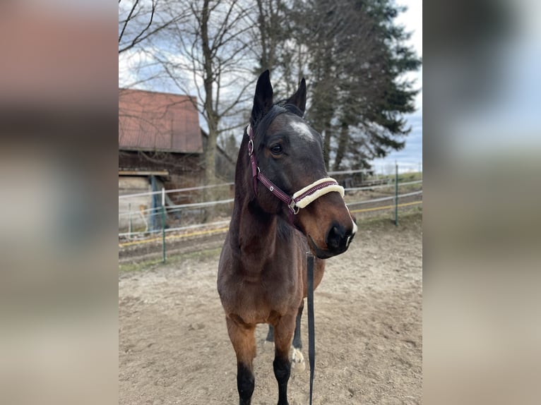 Cheval de sport hongrois Croisé Hongre 11 Ans 165 cm Bai in Weiden