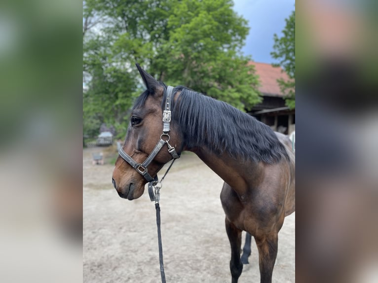 Cheval de sport hongrois Croisé Hongre 11 Ans 165 cm Bai in Weiden