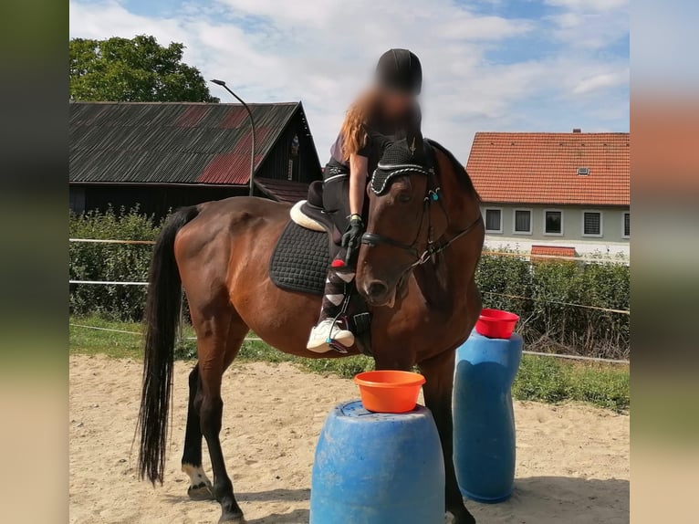 Cheval de sport hongrois Croisé Hongre 11 Ans 165 cm Bai in Weiden