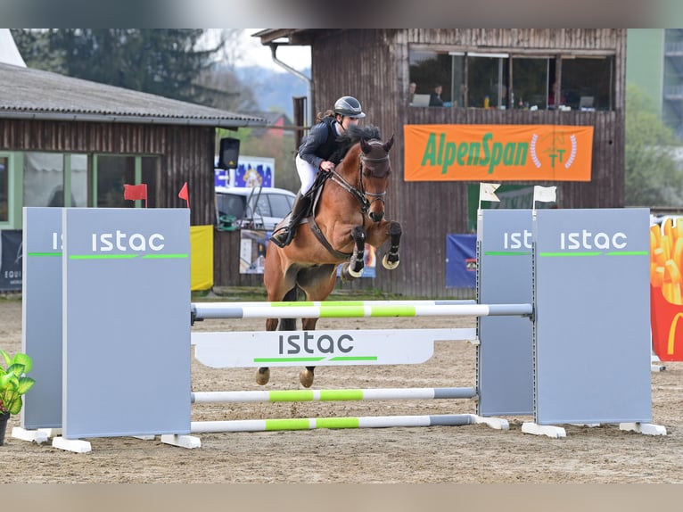 Cheval de sport hongrois Hongre 11 Ans 165 cm Bai in Fehring