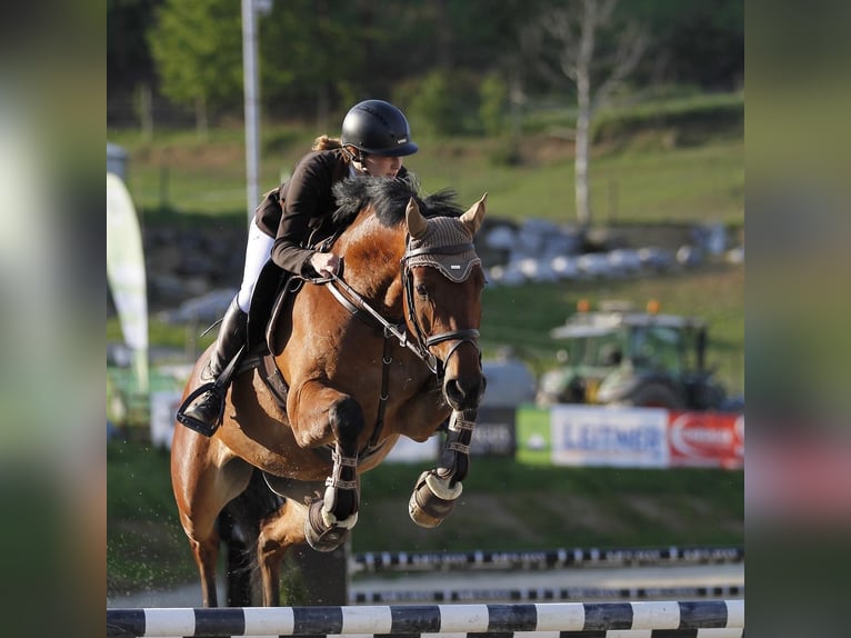 Cheval de sport hongrois Hongre 11 Ans 165 cm Bai in Fehring