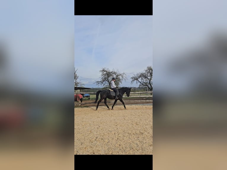 Cheval de sport hongrois Hongre 11 Ans 165 cm Noir in Hetzles