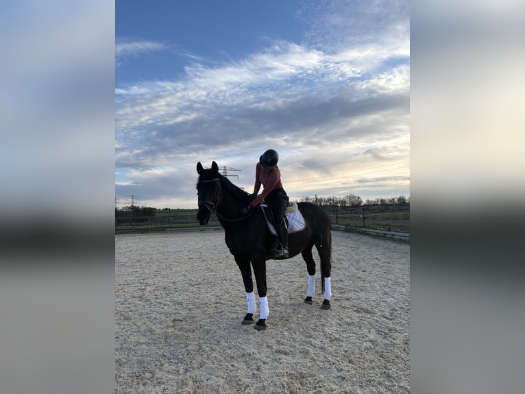 Cheval de sport hongrois Hongre 11 Ans 165 cm Noir in Hetzles