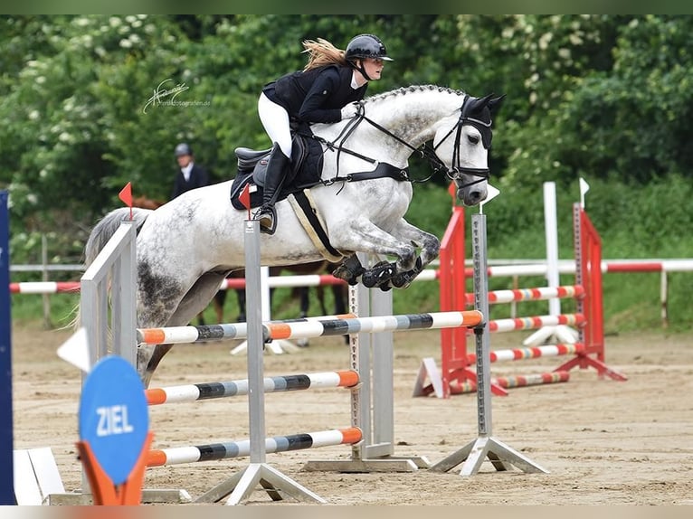 Cheval de sport hongrois Hongre 11 Ans 172 cm Gris in Kelkheim (Taunus)