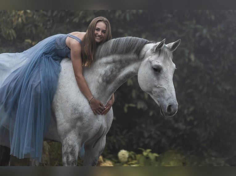 Cheval de sport hongrois Hongre 11 Ans 172 cm Gris in Kelkheim (Taunus)