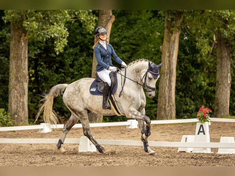 Cheval de sport hongrois Hongre 11 Ans 172 cm Gris in Kelkheim (Taunus)