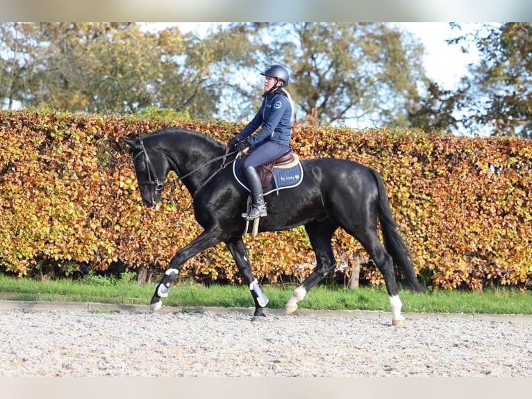 Cheval de sport hongrois Hongre 11 Ans 174 cm Noir in Wiener Neustadt