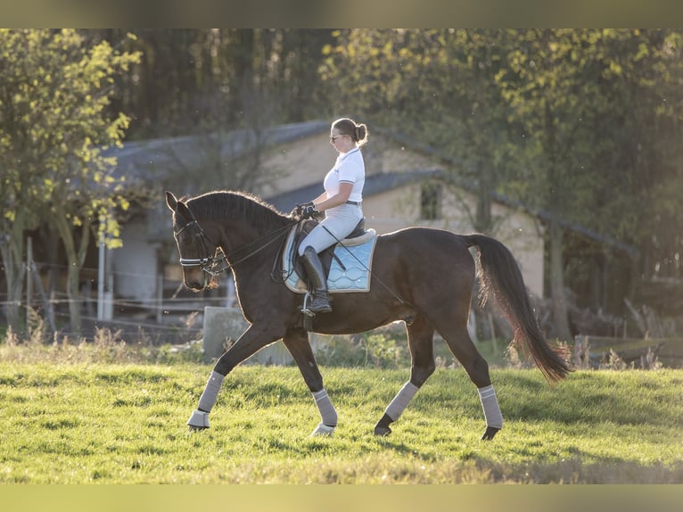 Cheval de sport hongrois Hongre 11 Ans 175 cm Bai brun in Nagykanizsa