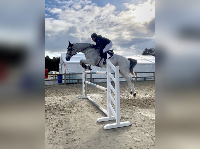 Cheval de sport hongrois Hongre 11 Ans 176 cm Gris in Borstel