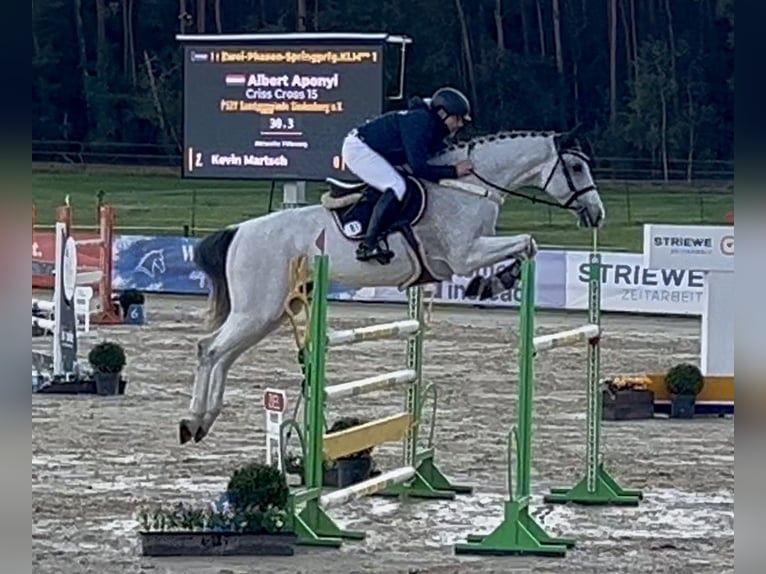Cheval de sport hongrois Hongre 11 Ans 176 cm Gris in Borstel