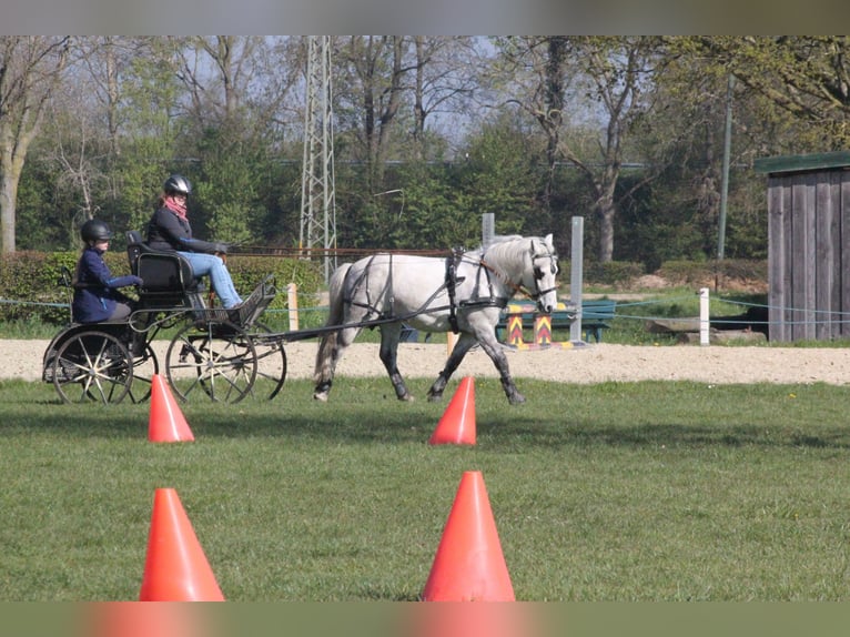 Cheval de sport hongrois Hongre 12 Ans 136 cm Gris in Krefeld