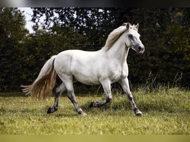 Cheval de sport hongrois Hongre 12 Ans 136 cm Gris in Krefeld