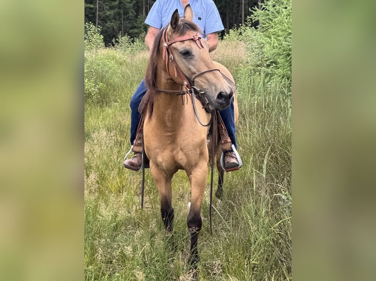 Cheval de sport hongrois Croisé Hongre 12 Ans 150 cm Isabelle in Taufkirchen (Vils)