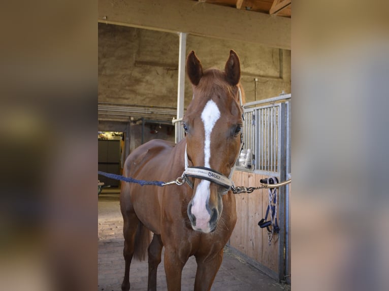 Cheval de sport hongrois Hongre 12 Ans 162 cm Alezan in Lanzendorf