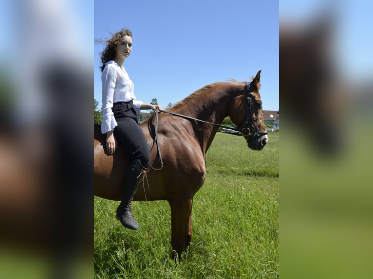 Cheval de sport hongrois Hongre 12 Ans 162 cm Alezan in Lanzendorf