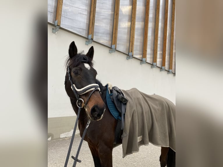 Cheval de sport hongrois Hongre 12 Ans 164 cm Bai brun in Pócsmegyer