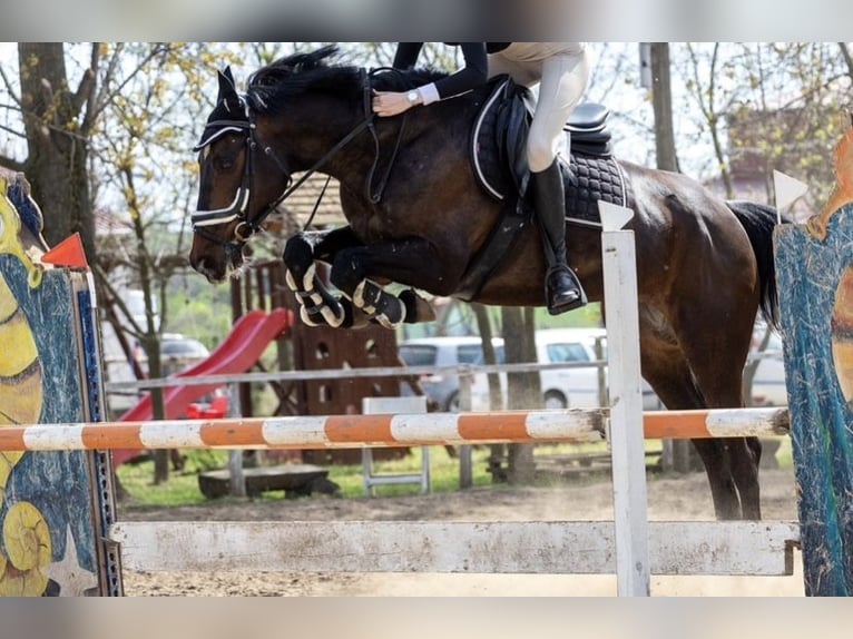 Cheval de sport hongrois Hongre 12 Ans 164 cm Bai brun in Pócsmegyer