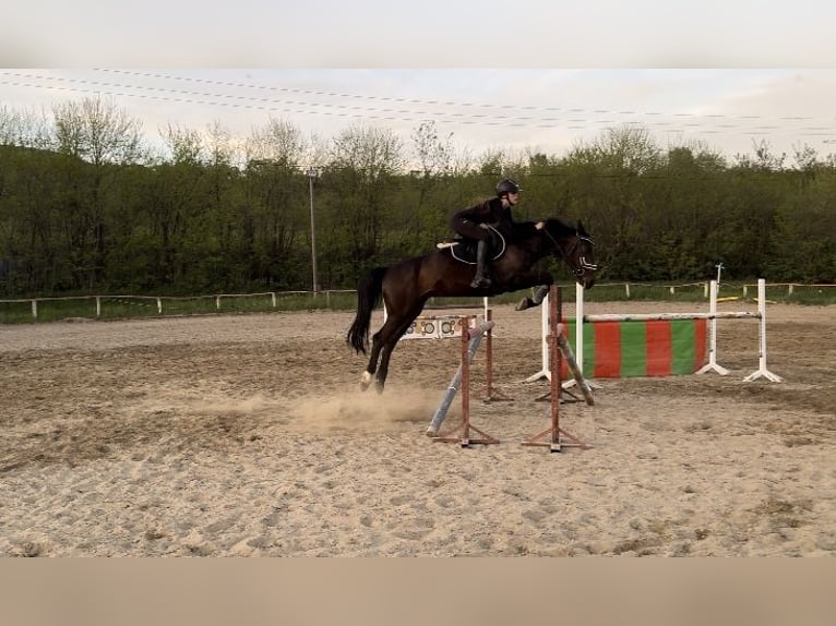 Cheval de sport hongrois Hongre 12 Ans 164 cm Bai brun in Pócsmegyer