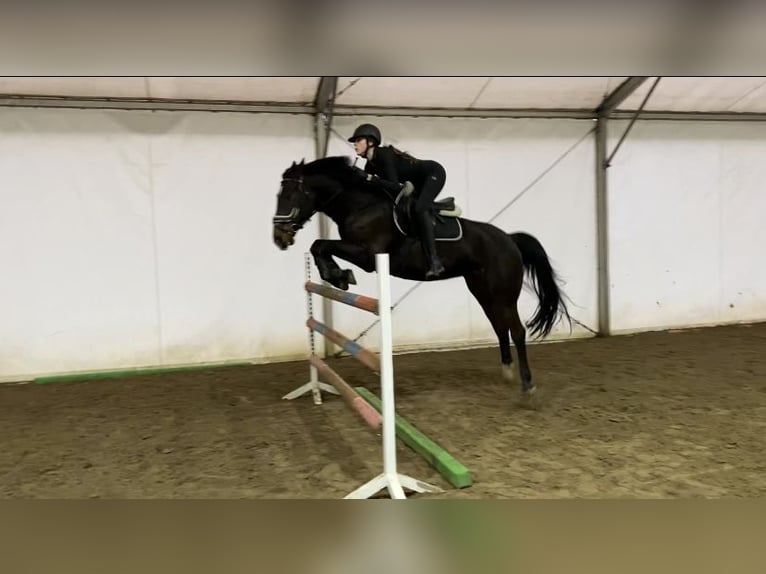 Cheval de sport hongrois Hongre 12 Ans 164 cm Bai brun in Pócsmegyer