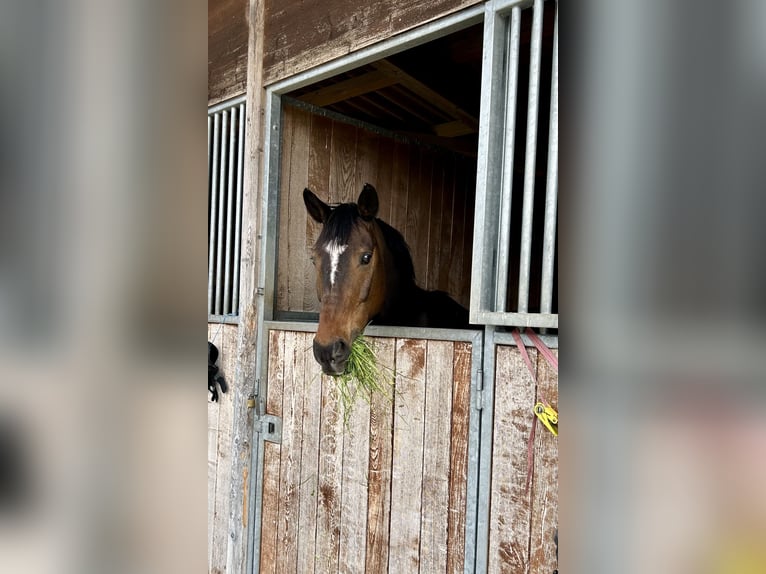 Cheval de sport hongrois Hongre 12 Ans 164 cm Bai in Dänikon ZH