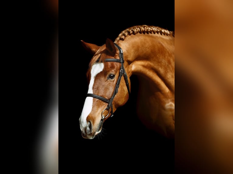 Cheval de sport hongrois Hongre 12 Ans 168 cm Alezan brûlé in Békéscsaba