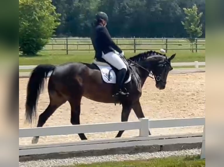 Cheval de sport hongrois Hongre 12 Ans 168 cm Bai brun in Holzkirchen