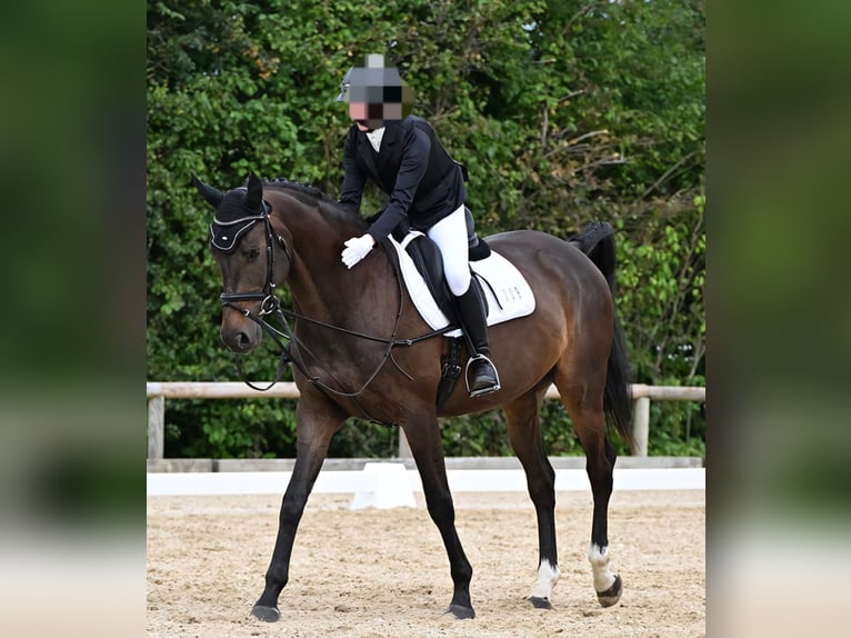 Cheval de sport hongrois Hongre 12 Ans 168 cm Bai brun in Holzkirchen