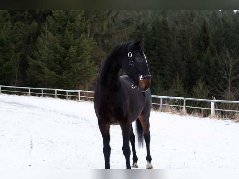 Cheval de sport hongrois Hongre 12 Ans 170 cm Bai brun in Zwettl Cheval de sport hongrois Hongre 12 Ans 170 cm Bai brun in Zwettl