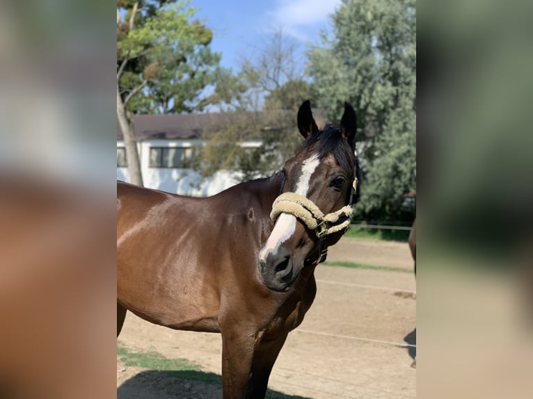 Cheval de sport hongrois Hongre 12 Ans Bai cerise in Mosonmagyaróvár